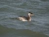 Red-necked Grebe at Southend Pier (Steve Arlow) (76862 bytes) Red-necked Grebe at Southend Pier (Steve Arlow) (76862 bytes)